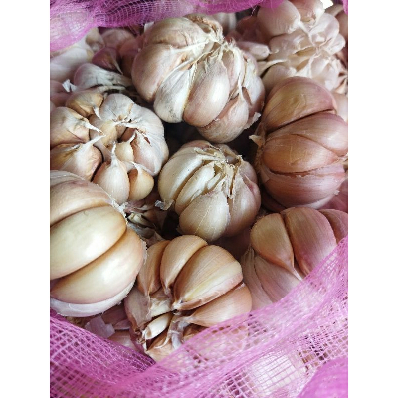 

bawang putih sinco kupas bersih