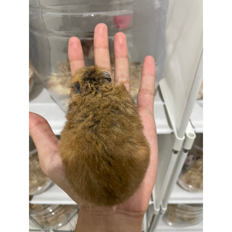 HAMSTER TERBATAS Hamster Syrian Betina Brown Jumbo Siap Kawin