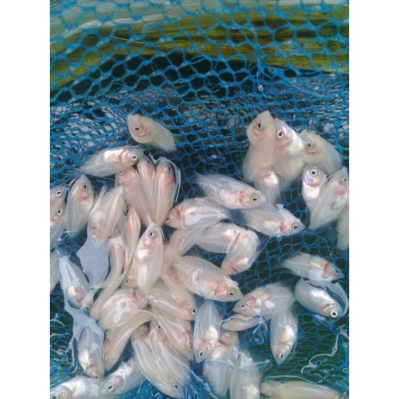 paket 50 Bibit gurame Nguaci padang