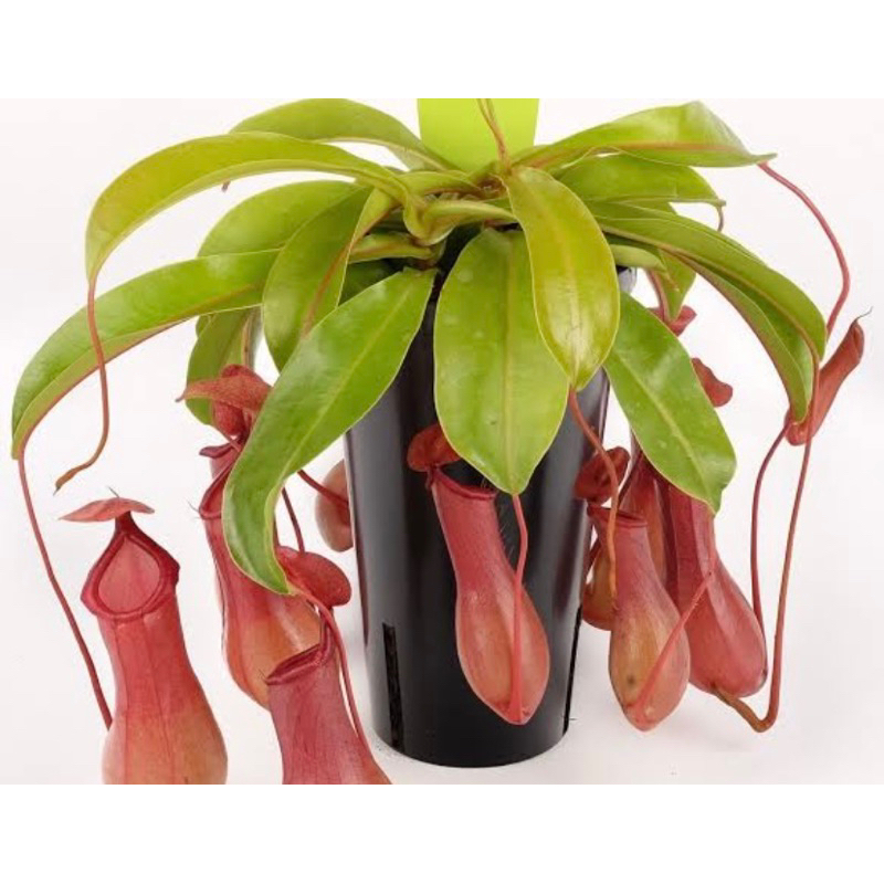 nephentes mirabillis / tanaman karnivora kantong semar