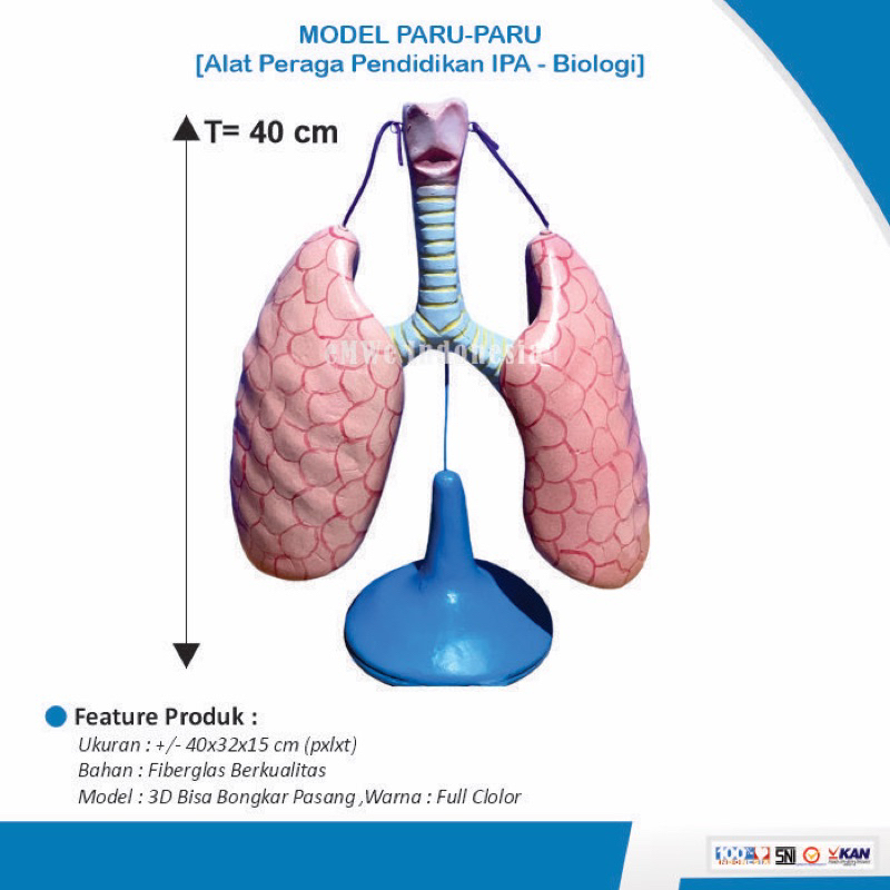 

[Original Produk] Alat peraga model paru-paru [Alat Peraga Pendidikan IPA Biologi]