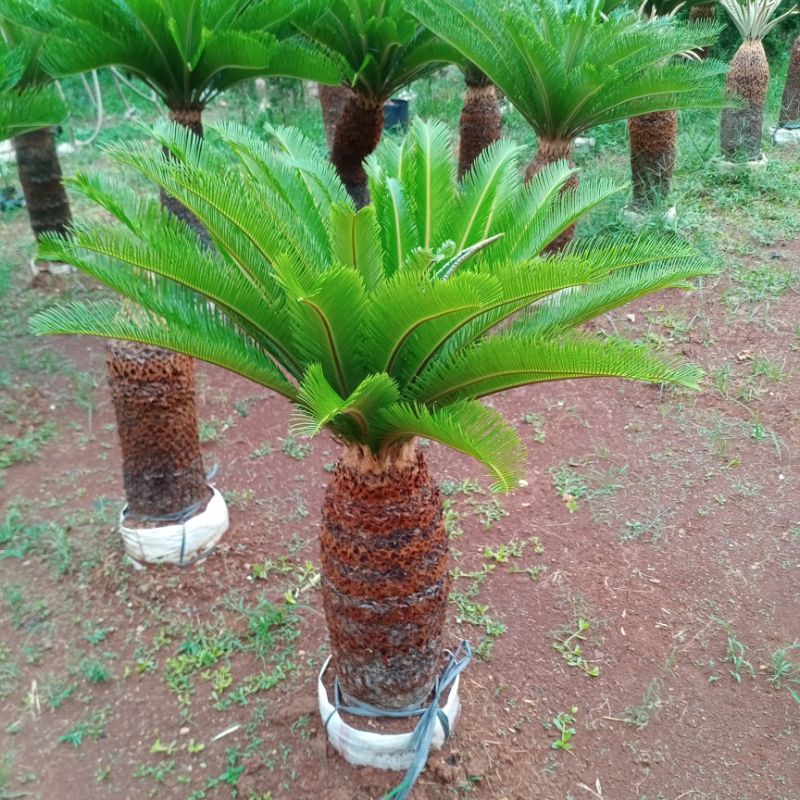 Pohon Sikas Tinggi 1,5 M - Tanaman hias Sikas