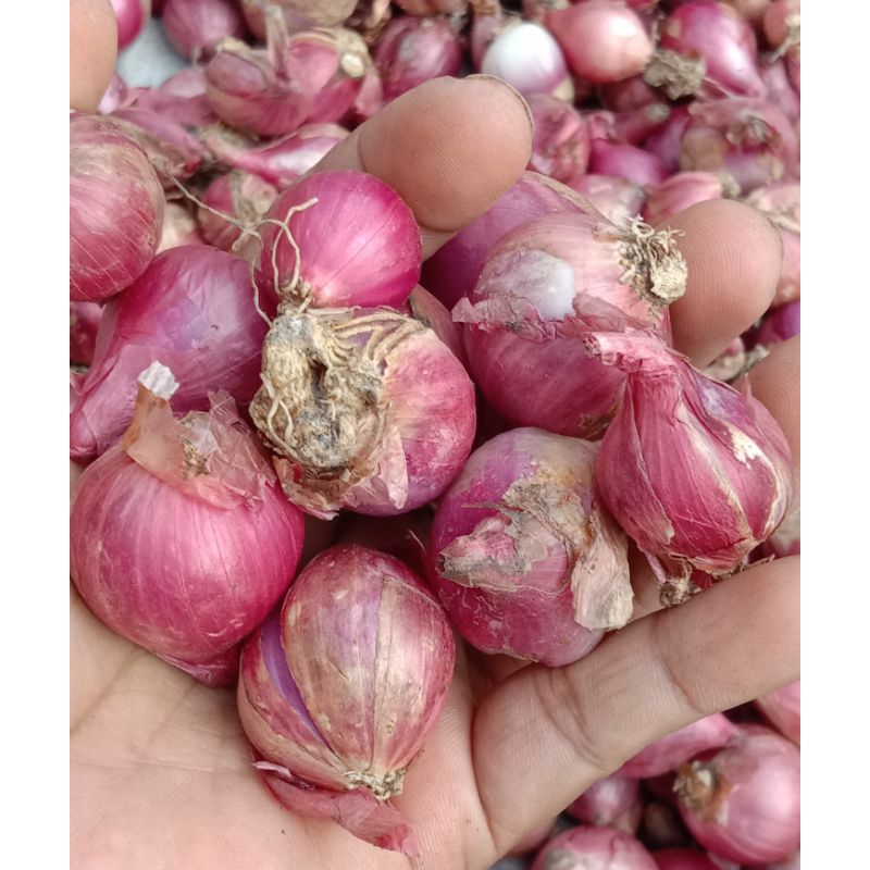 

bawang merah jawa timur