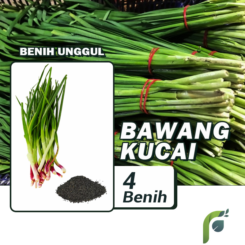 Benih Bibit Bawang Kucai 4 Benih Seribuan PG KDR