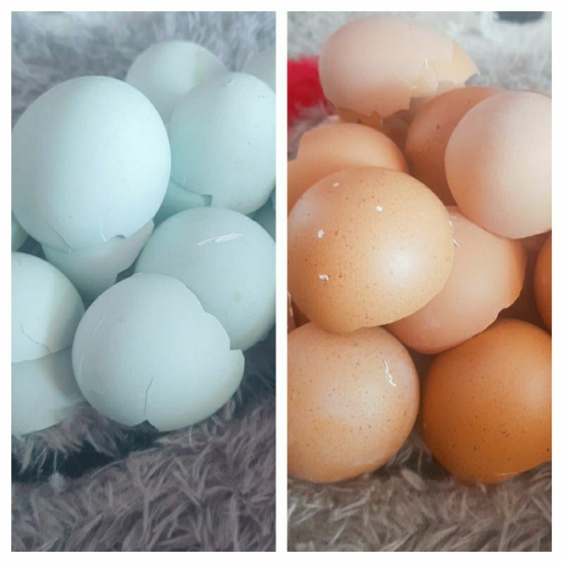 (200gr) Cangkang Kulit Telur Ayam, Kulit Telur Bebek Bersih Higienis Sterilisasi Kerajinan Unik Pupuk Pakan