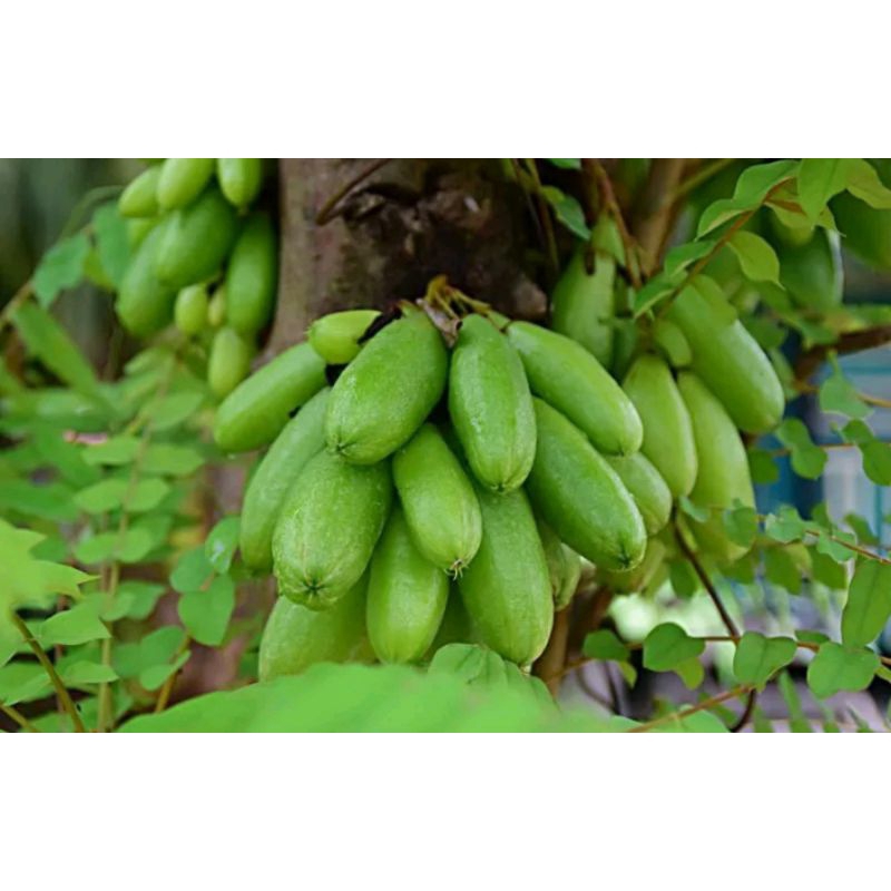 

buah blimbing wuluh/sayur (8 pcs)