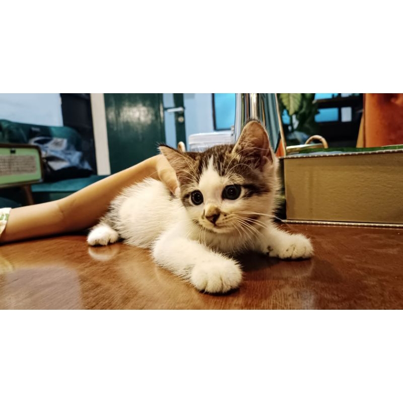 Adopsi Anak Kucing/Kitten Persia Campuran