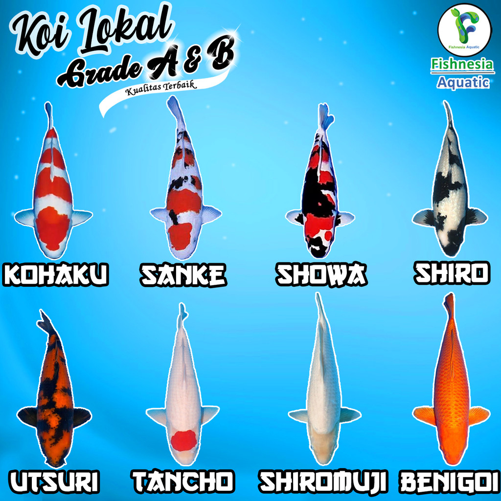 Bibit Ikan Hias Koi Grade A Kohaku/Sanke/Shiro/Showa/Utsuri 16-20 Cm