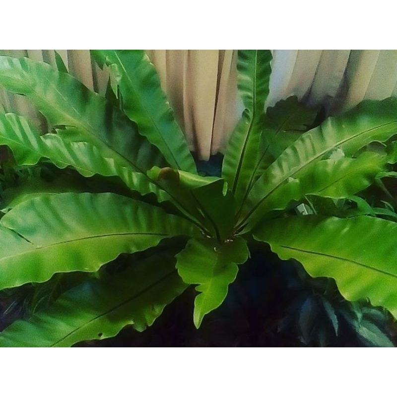 Tanaman Hias Anthurium Gelombang Cinta -tanama hidup bunga murah