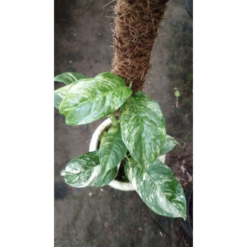 rhapidopora puberula