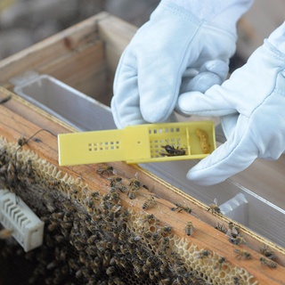 Termurah Kandang Ratu Lebah Kurungan Kotak Lebah Madu Bee Tols Termurah Terlaris Harga Promo Brangus