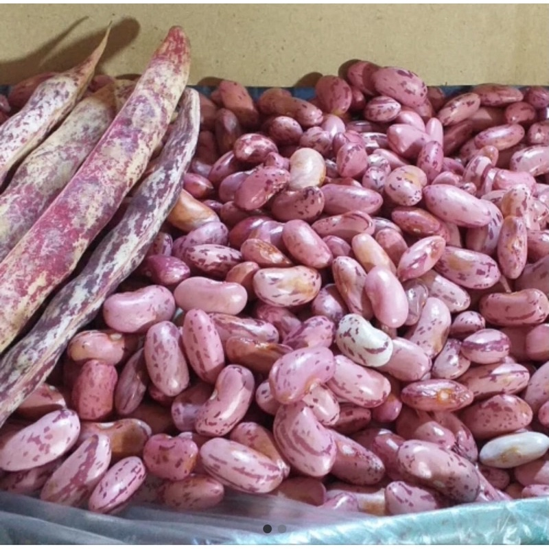 

KACANG JOGO KACANG MERAH KERING 1 KG