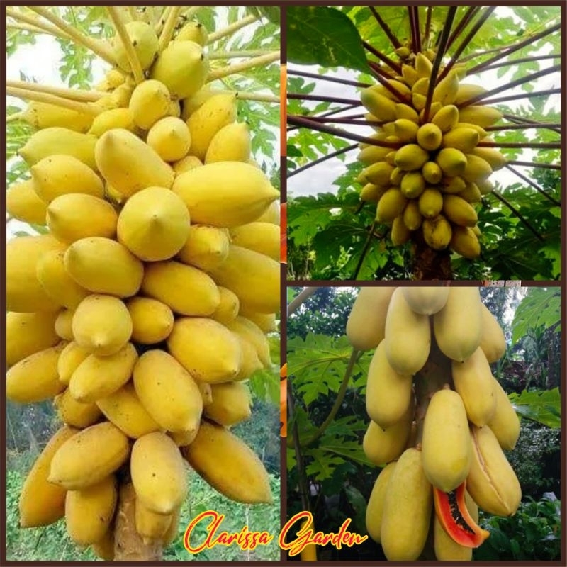 5 BUTIR BIJI/BENIH PEPAYA GOLDEN/PEPAYA GADING
