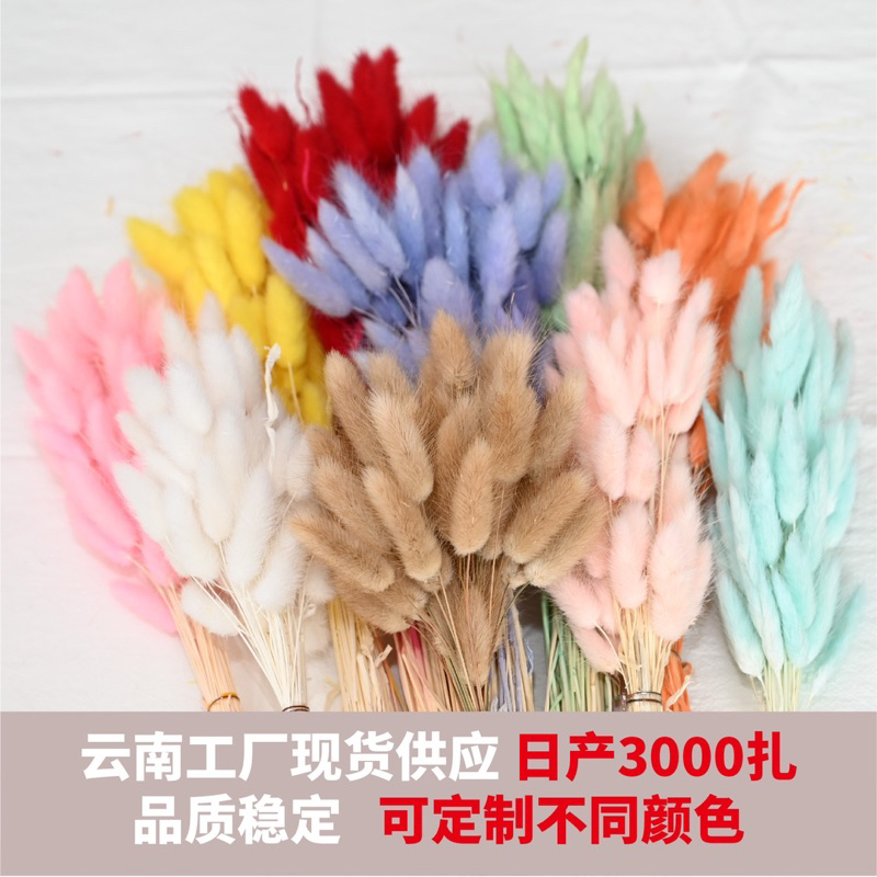 buny tail Bunga Buny Tail Lagurus Untuk Dekorasi Rustic Buket Lavender Gandum Craft Mahar Palem