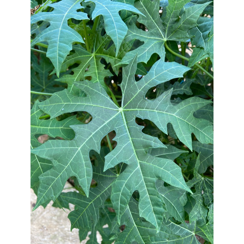 

Daun pepaya jepang segar petik langsung-az