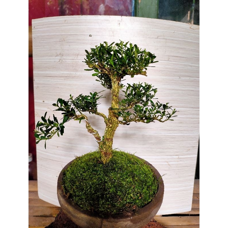 Bonsai Mame Boksus Sudah Jadi siap Pajang plus pot dan media tanam - Batang besar tua berkarakter