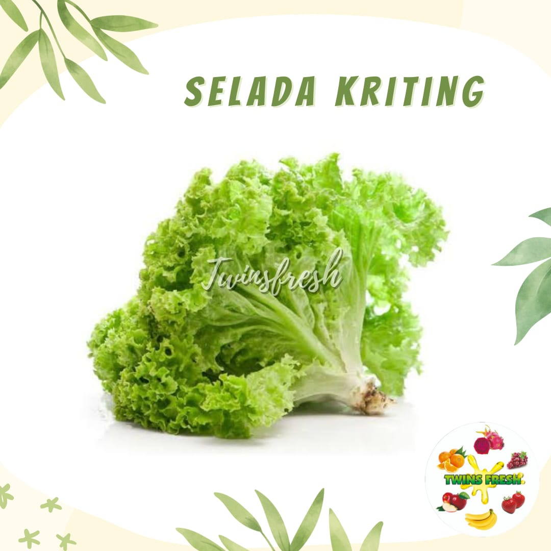 

Sayur Selada Keriting 1kg - Twins Fresh