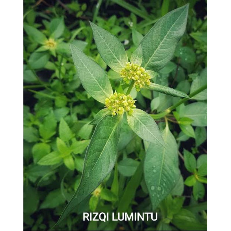 

1kg Daun segar kate mas patik mas suduk mentul