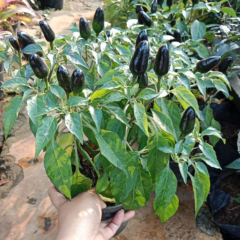 Tanaman Cabe Pelangi, Pohon cabe pelangi