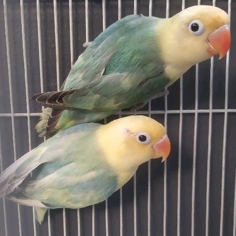 ADEEVAPOINT | BURUNG LOVEBIRD | PB PIED | SEPASANG