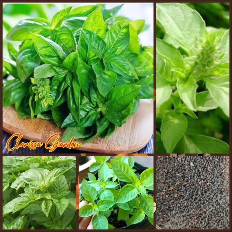 BIJI/BENIH KEMANGI AROMA KUAT & TIDAK CEPAT BERBUNGA