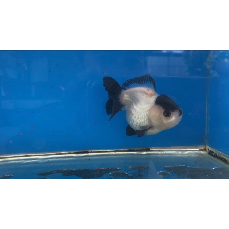 oranda panda 3co bagong