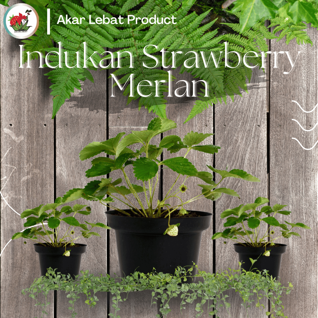 Indukan Strawberry m.erlan Sudah Berbunga