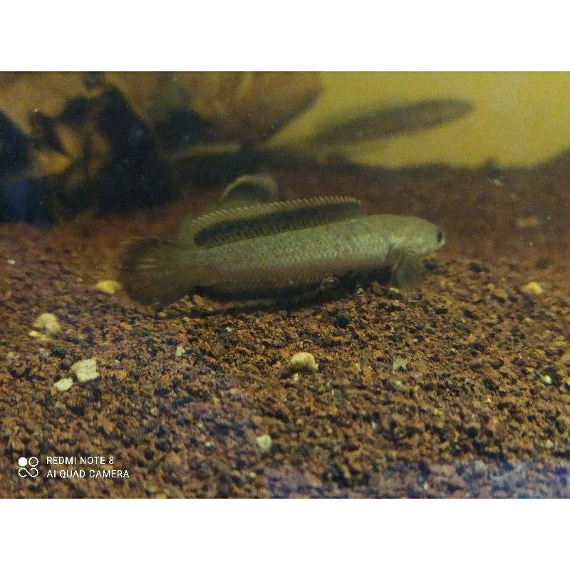 chana limbata cb lawu 5-6 cm rim tebal
