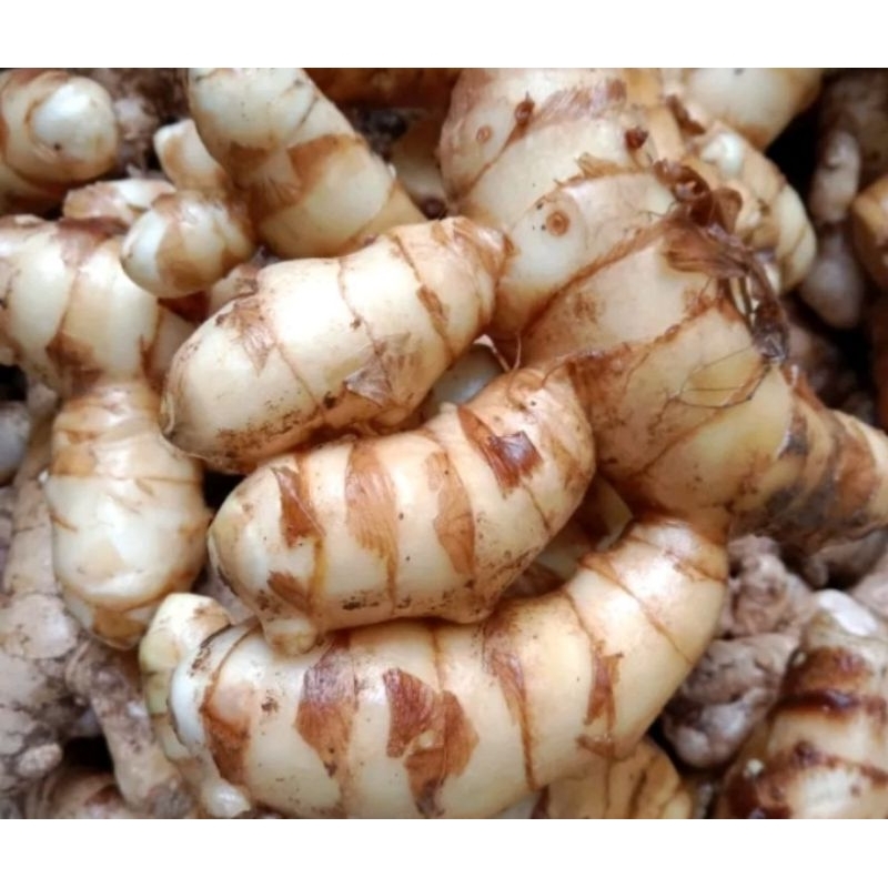 

temu putih segar isi 1 kg