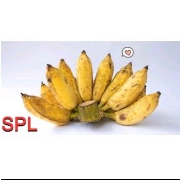 

PISANG GENDUET WUENAK