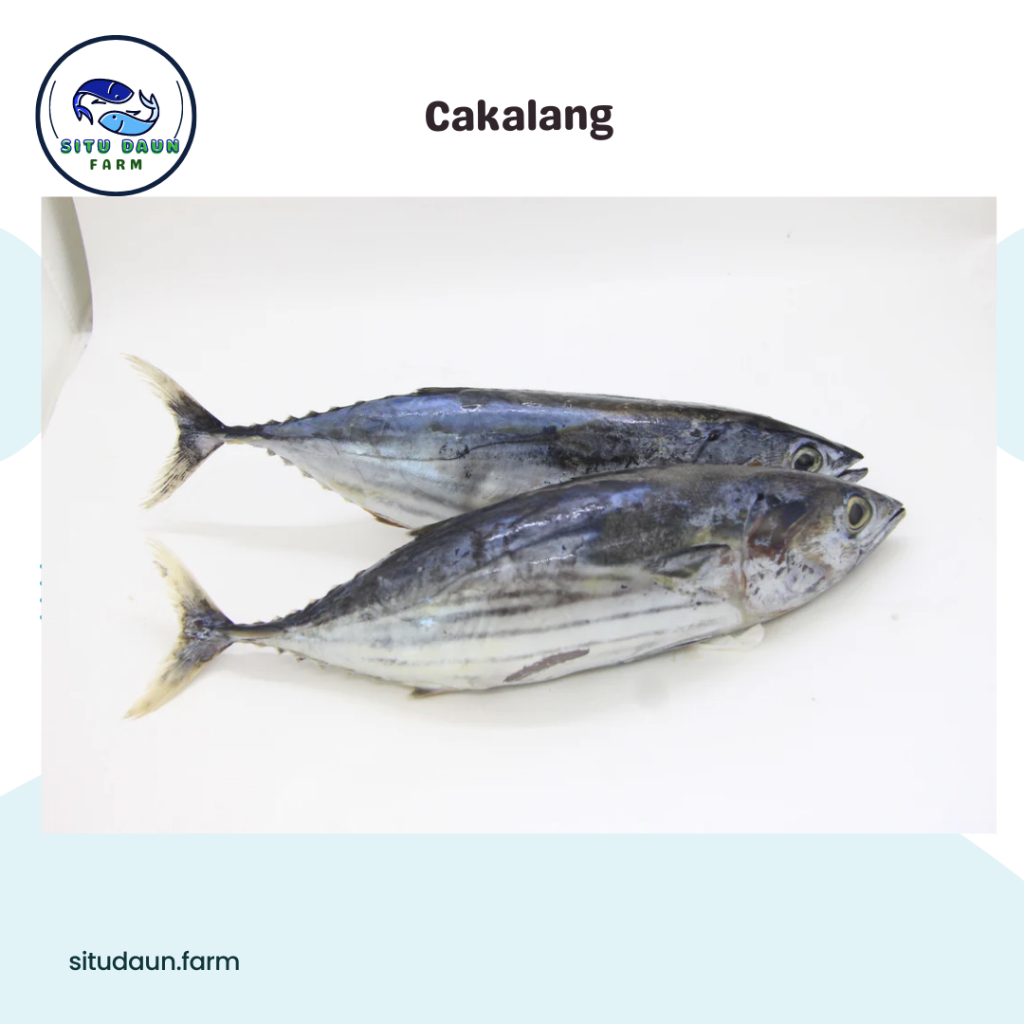 

Ikan Cakalang (900-1000 Gr)