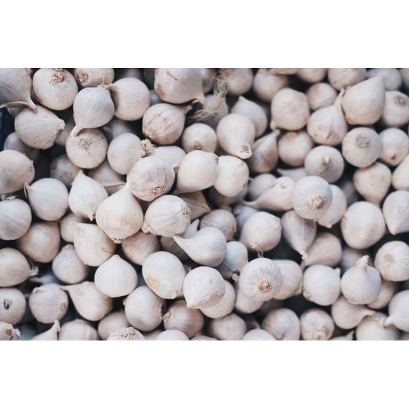 

Bawang putih Tunggal Super 1 kg