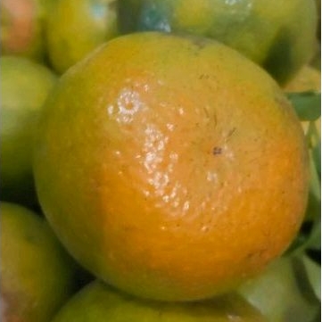 

jeruk siam madu super manis 1 kg