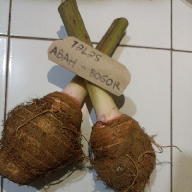 

Talas bogor pulen special 10kg