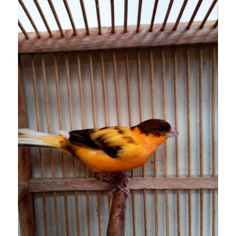 KENARI LOPER jantan riwikan warna cerah