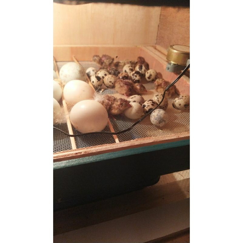 Doq Puyuh Anak puyuh hasil terasa sendiri,Campur Jantan dan Betina usia 3-10 hari