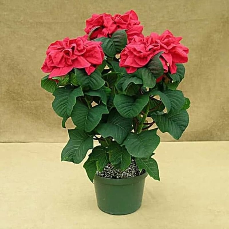 Tanaman hias Kastuba mawar