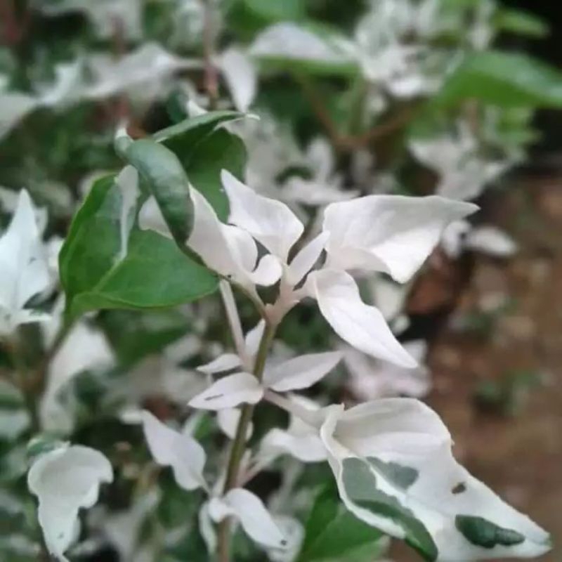 Tanaman Hias putri salju / Anting putri varigata