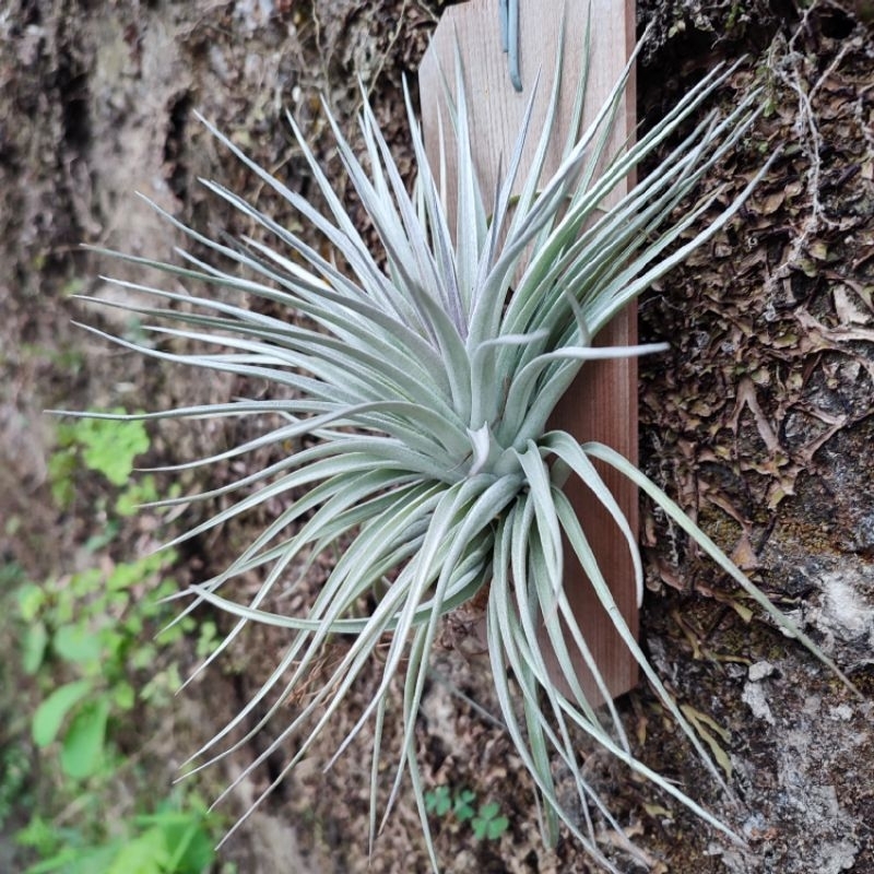 Tillandsia Cotton Candy