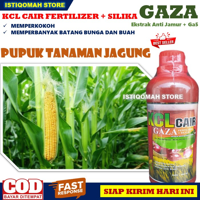 Pupuk Penyubur Tanaman Jagung Terbaik Pupuk KCL GAZA 500ML Pupuk Cair untuk Mempercepat Pertumbuhan Tanaman Jagung, Pupuk Pelebat Bunga dan Buah Tanaman Jagung, Pupuk Buah Jagung Tidak Mudah Busuk dan Pecah Hasil Panen Meningkat Paling Manjur dan Murah