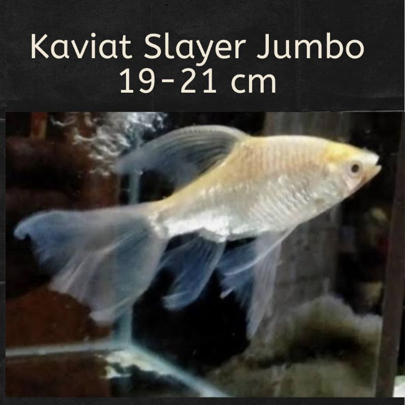 Ikan Kaviat Slayer Kaviat Albino Slayer Tankmate Arwana Pbass Oscar Koi