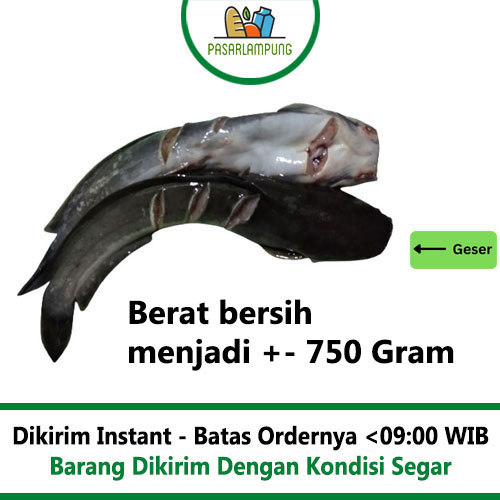 Ikan Lele Segar 1 Kg Pasar Lampung