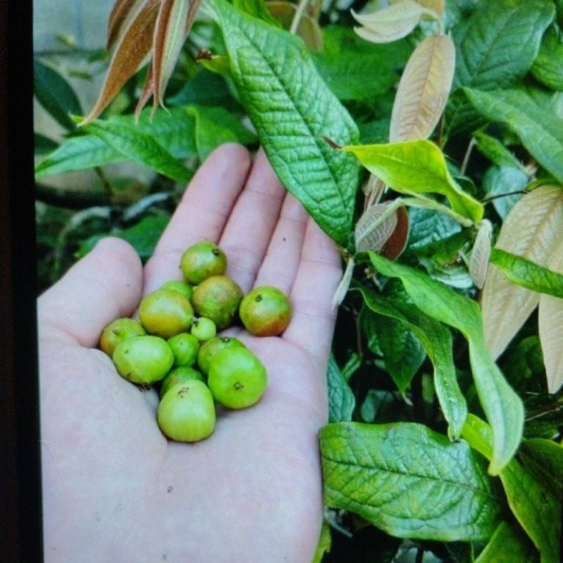 Tanaman White Jaboticaba