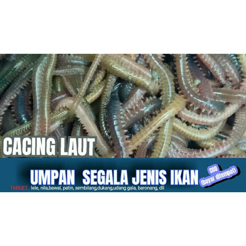 CACING LAUT/KILANG-KILUNG UMPAN SEGALA JENIS IKAN