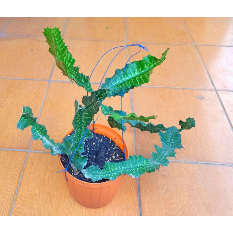 euphorbia sunrise euphorbia sun rise