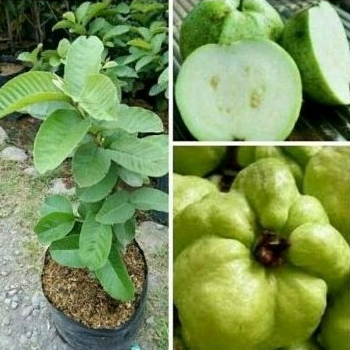 Bibit Jambu Sukun putih super