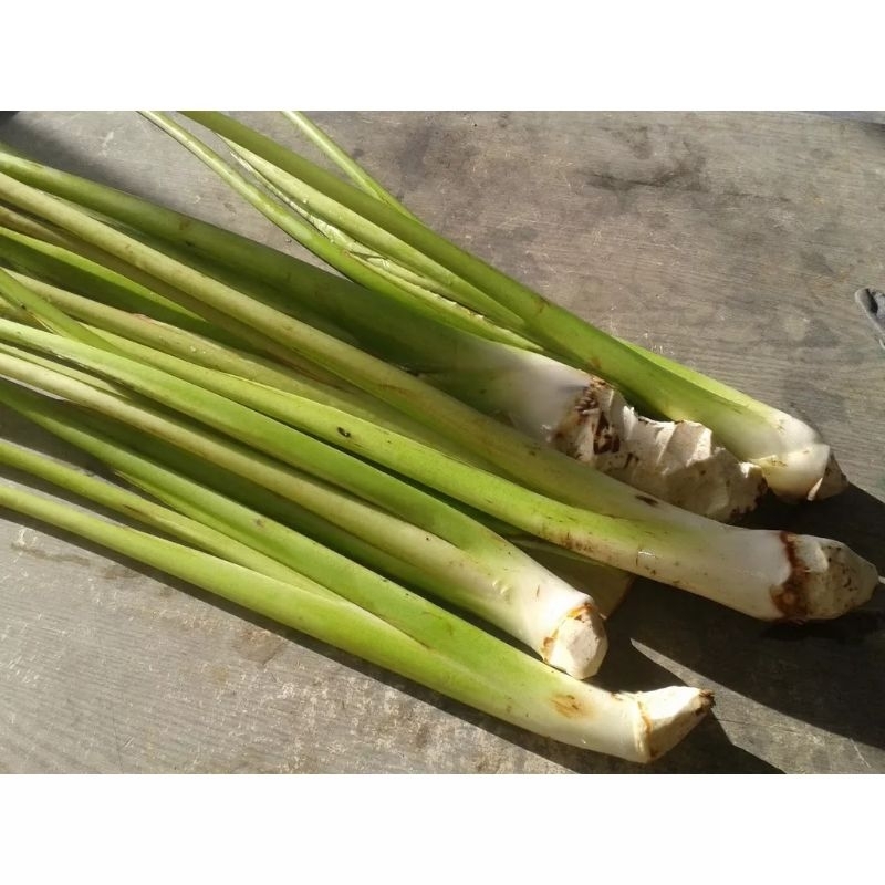 

Batang Talas / Batang Lompong Segar Per Ikat Isi 10 Batang