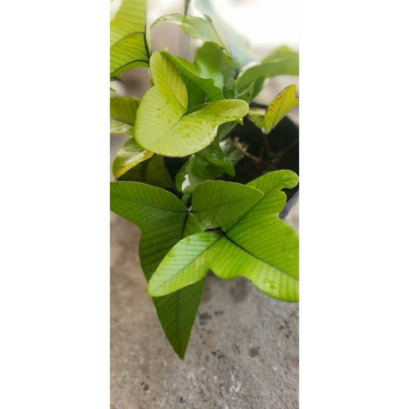 pakis unik pakis hutan