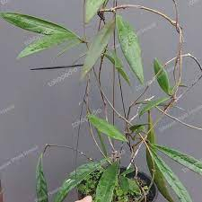 tanaman hias hoya sulawesiana