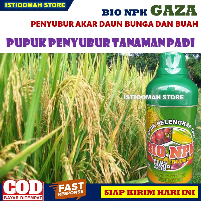 Pupuk Penyubur Daun Padi NPK GAZA 500ml Pupuk NPK Cair untuk Tanaman Padi Berbuah Super Lebat dan Padi Berbobot yang Bagus, Pupuk Pelebat Buah Padi, Pupuk Padi Terbaik, Pupuk Penyubur Akar Batang Bunga dan Daun Tanaman Padi TERLARIS MURAH